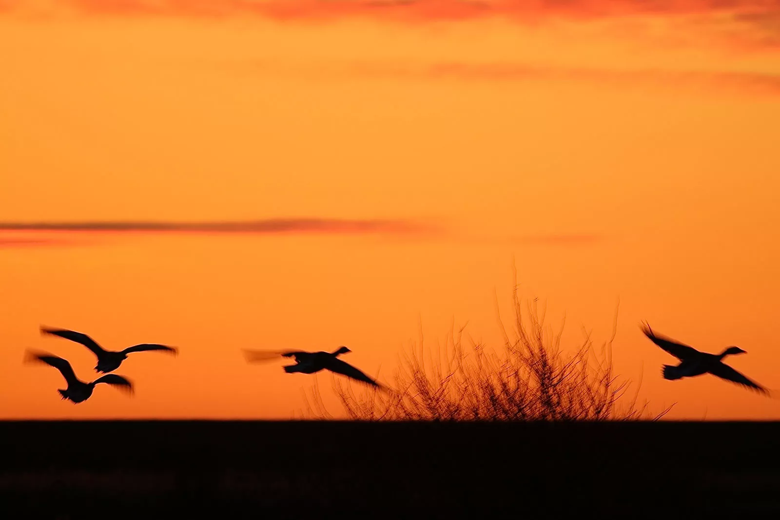 nordseeinsel-pellworm-entschleunigung-natur-tierliebhaber